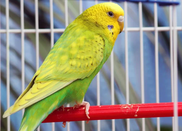 Green parrot in a cage — Stock Photo, Image