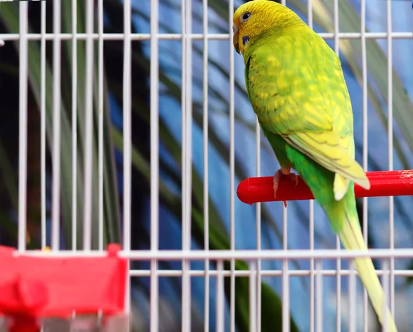 Perroquet vert dans une cage — Photo