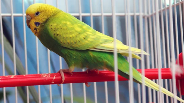 Green parrot in a cage — Stock Photo, Image