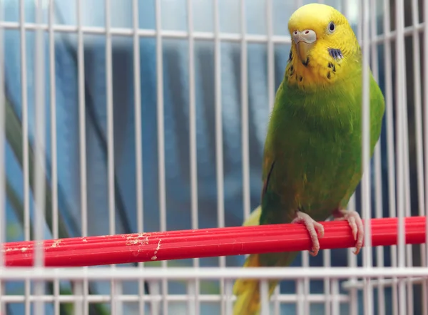 Perroquet assis dans une cage — Photo