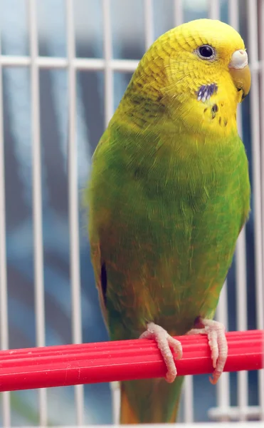 Perroquet assis dans une cage — Photo