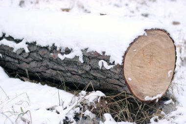 Kışın ahşap hasat
