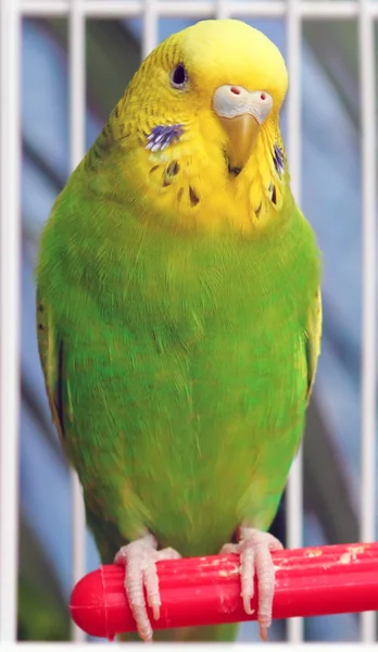 Fényes papagáj — Stock Fotó