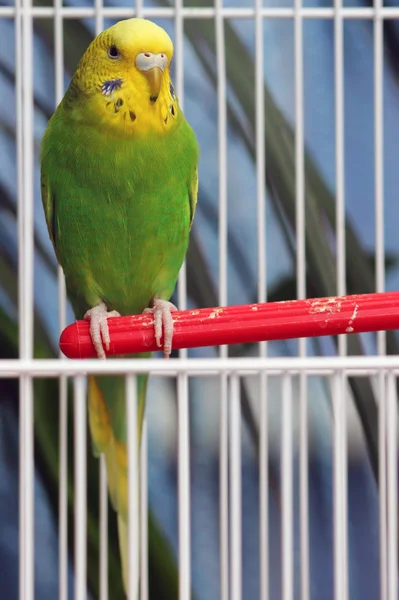 Perroquet lumineux — Photo