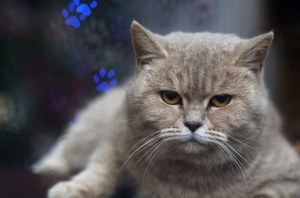 Funny  cat with  bokeh for background — Stock Photo, Image