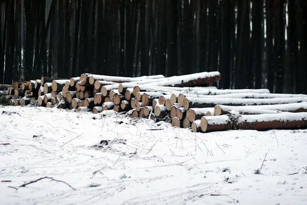 Snöiga stack av timmer i skogen — Stockfoto