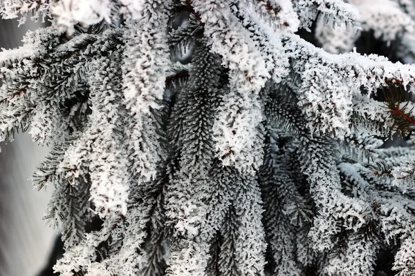 Kar köknar dalı — Stok fotoğraf