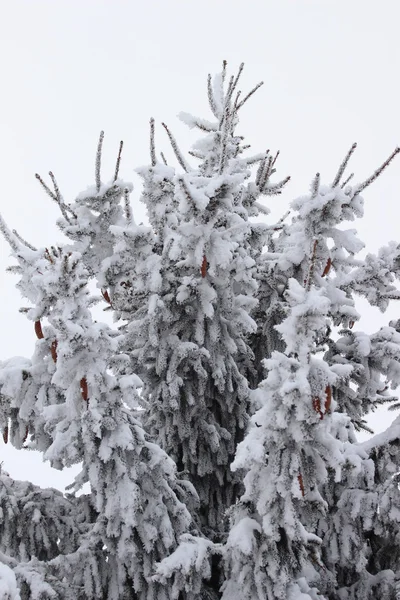 Ramo di abete su neve — Foto Stock