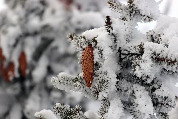 Abete con coni nella neve — Foto Stock