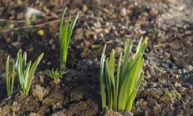 Bahar, ilk bitkileri