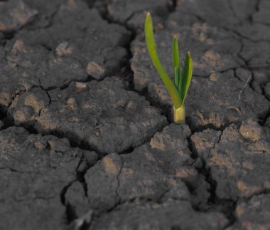 bitki kuraklık