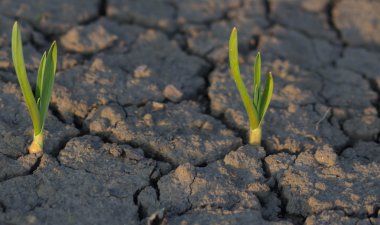 bitki kuraklık