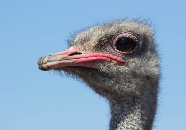 Devekuşu kafasını portre