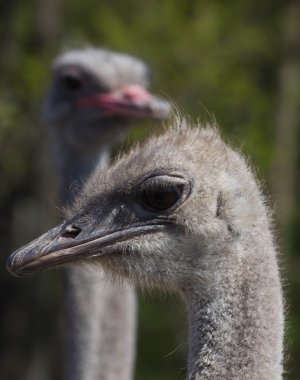 Devekuşu kafasını portre