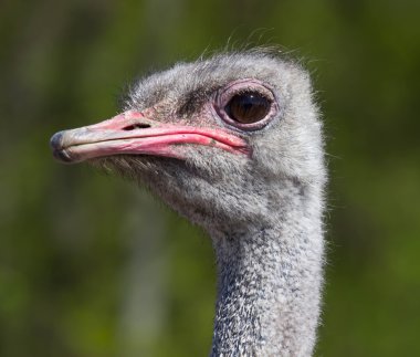 Devekuşu kafasını portre