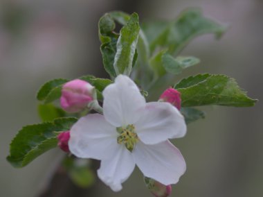 elma çiçeği yakın çekim
