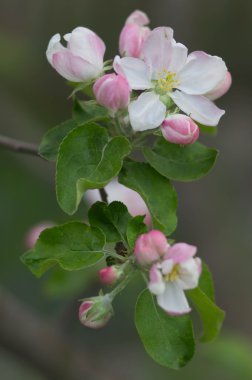elma çiçeği yakın çekim