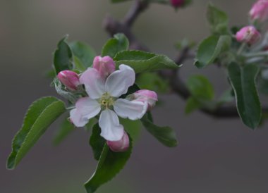 elma çiçeği yakın çekim