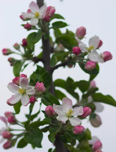 Apple の花のクローズ アップ — ストック写真