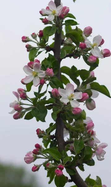 Яблочный цветок крупным планом — стоковое фото