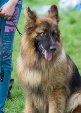 onun ayaklarına adam köpek. Genç çoban köpeği