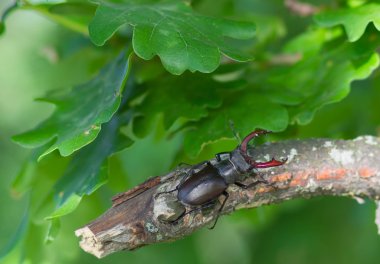 Stag beetle 
