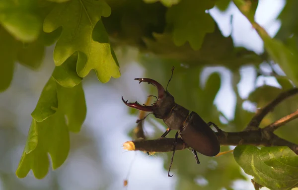 Stag kever — Stockfoto