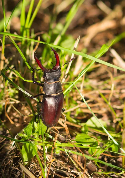 Stag beetle — Stock Photo, Image