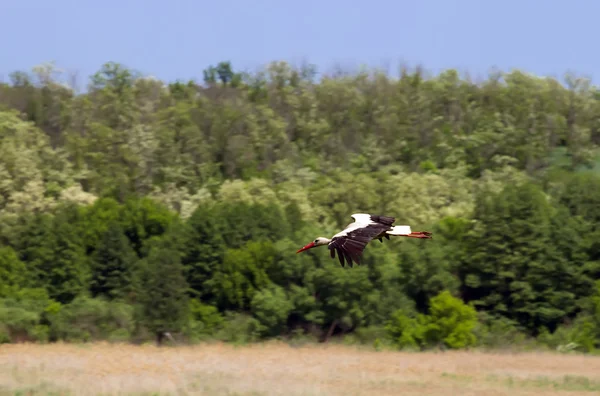 Vit stork flyger på blå himmel — Stockfoto