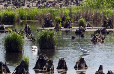 kütükleri ile bataklık