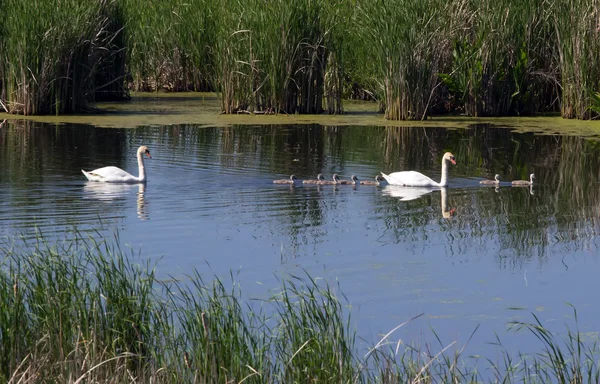 Swan family before reeds — Stok fotoğraf