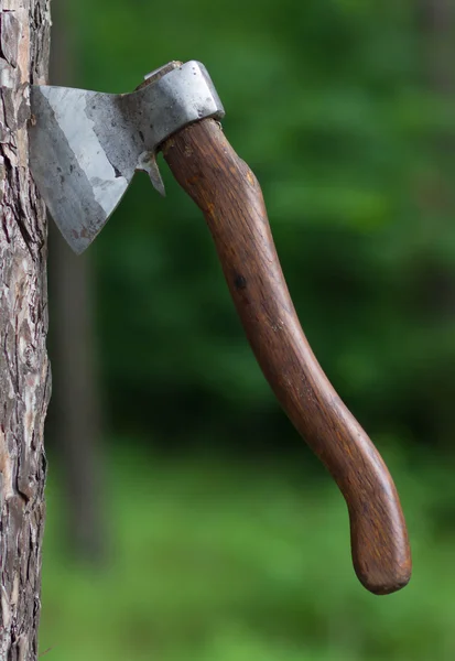 Axe in the tree — Stock Photo, Image
