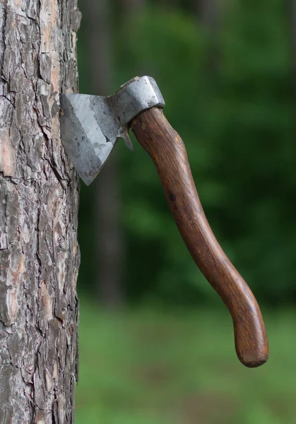 Die Axt im Baum — Stockfoto