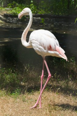 Büyük flamingo kuşu 