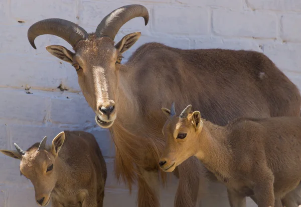 Big Horn montone pecora — Foto Stock