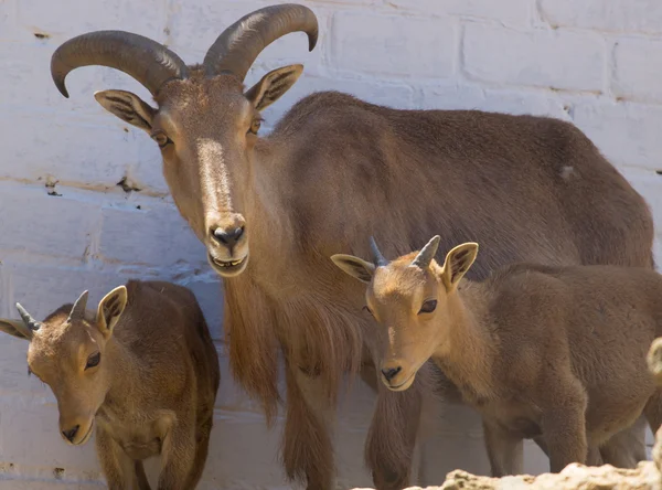 Big Horn montone pecora — Foto Stock