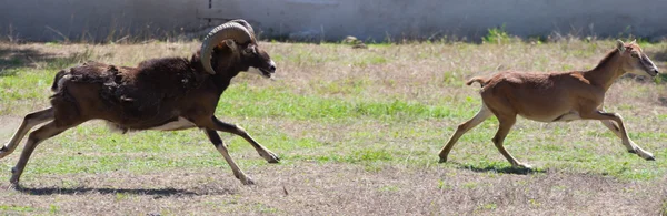 Catches sheep ram — Stock Photo, Image