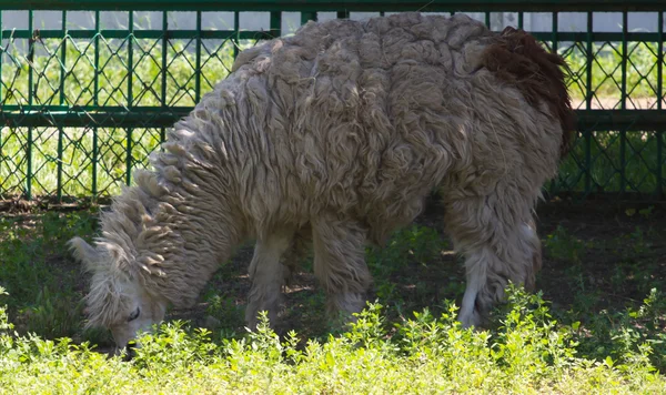 Alpaca — Fotografia de Stock