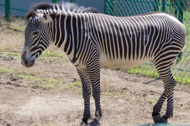 Zebra portre Askania Nova