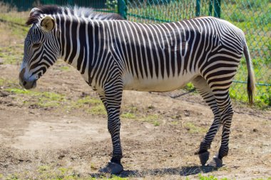 Zebra portre Askania Nova