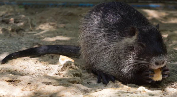 Nutria, Myocastor coypus — Foto Stock