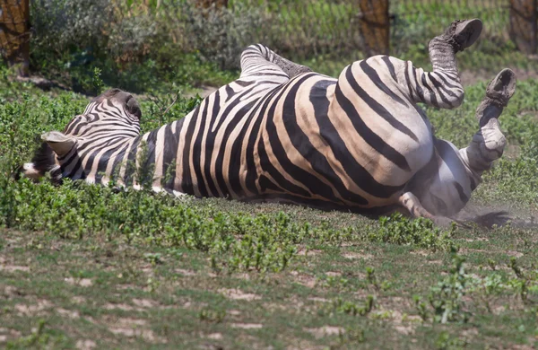 Zebra swings on grass — Stock Photo, Image