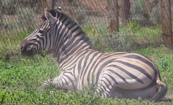 Zebra portrait on Askania Nova — Stock Photo, Image