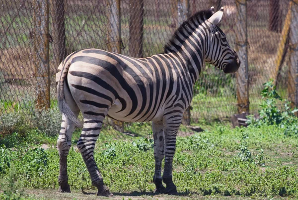 Ritratto zebra su Askania Nova — Foto Stock