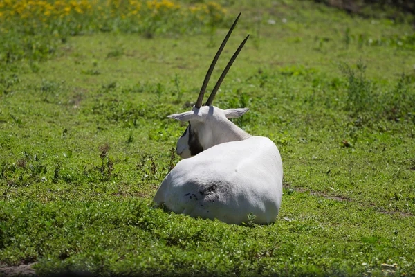 Antelope, o oryxel árabe — Fotografia de Stock