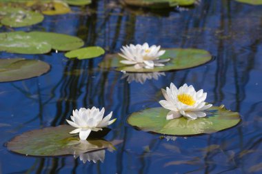 Gölde nilüfer çiçeği
