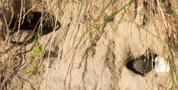 Uova di serpente — Foto Stock