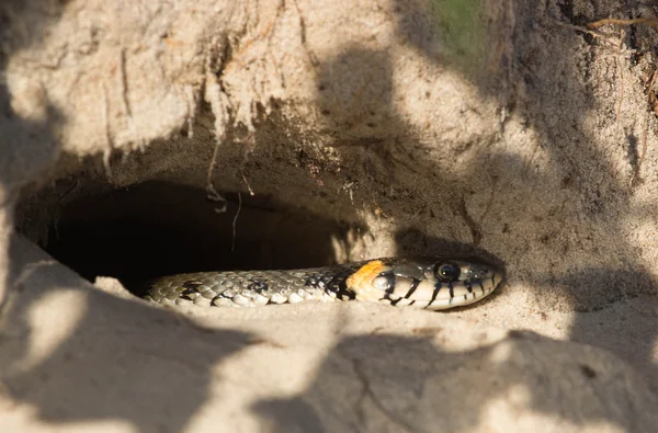 Cobra em um buraco — Fotografia de Stock