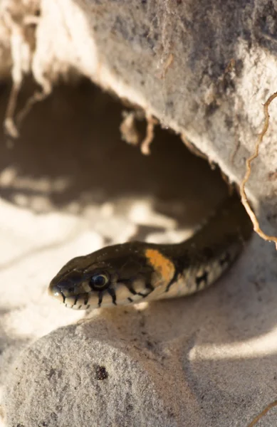 Cobra em um buraco — Fotografia de Stock