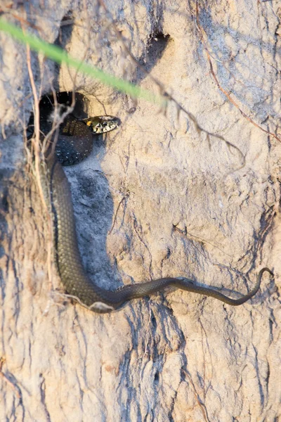 snake in a hole
